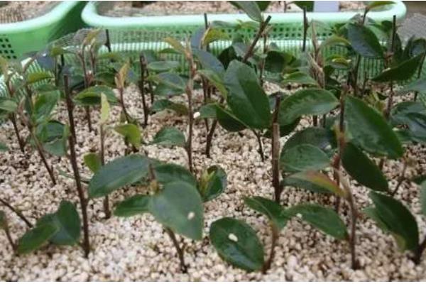 茶花喜酸吗，适合在疏松透气的微酸性土壤中生长