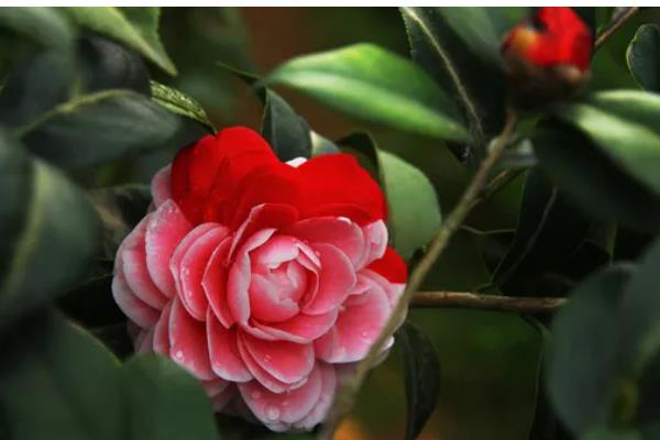 茶花喜酸吗，适合在疏松透气的微酸性土壤中生长