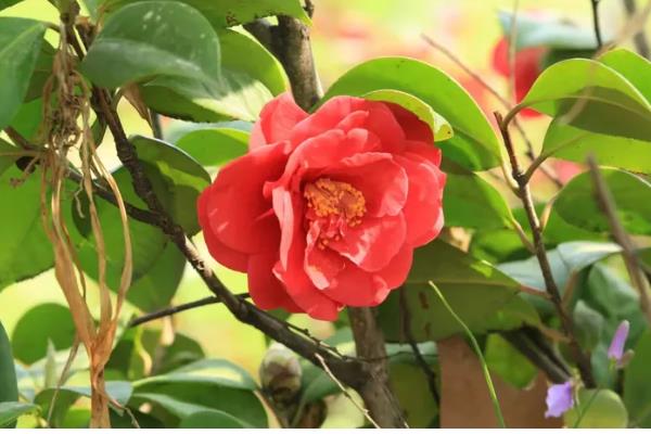 茶花喜酸吗，适合在疏松透气的微酸性土壤中生长