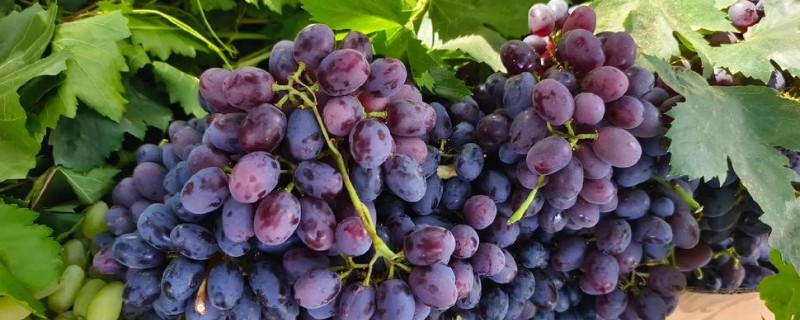 葡萄的分布范围，世界各地均有栽培