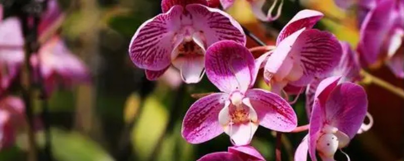 开业送什么花合适,推荐蝴蝶兰、剑兰等