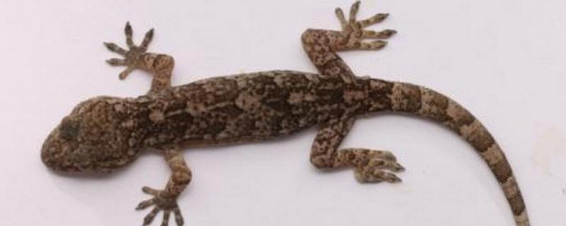 壁虎是虎吗，壁虎不是虎