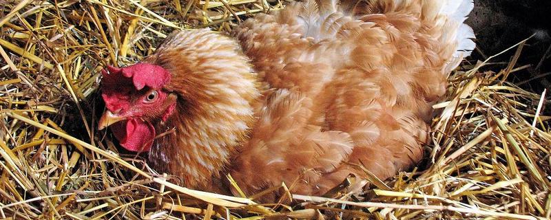 种蛋超过多久便无法孵化，超过14天就失去孵化价值