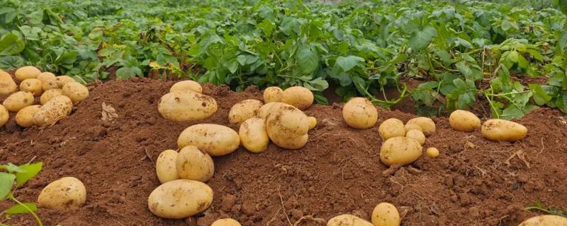 土豆的种植方法，适合在16-18度环境生长