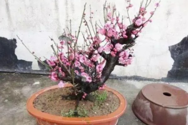 冬天怎么养盆栽梅花，需要提供适宜的光照