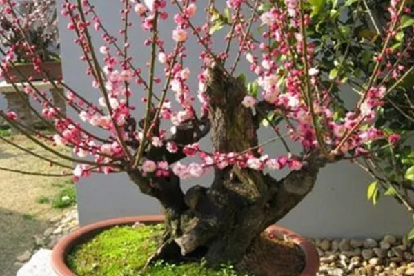 冬天怎么养盆栽梅花，需要提供适宜的光照