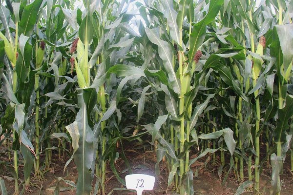 金海13号玉米种简介,夏播生育期109天