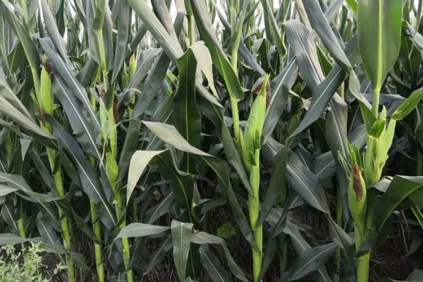 金海13号玉米种简介,夏播生育期109天