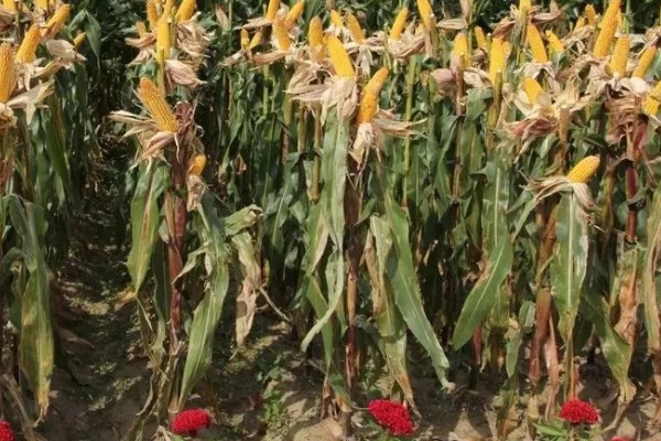 金海13号玉米种简介,夏播生育期109天