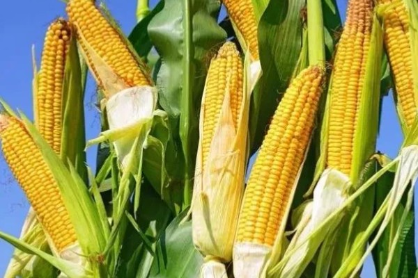 金海13号玉米种简介,夏播生育期109天