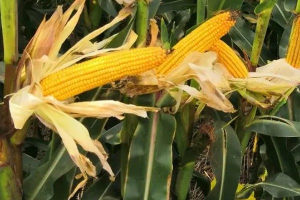 金海13号玉米种简介,夏播生育期109天