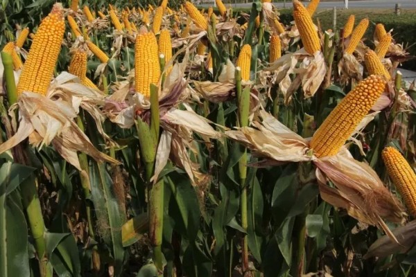 金海13号玉米种简介,夏播生育期109天