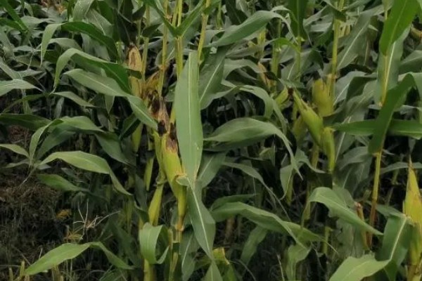 金海13号玉米种简介,夏播生育期109天