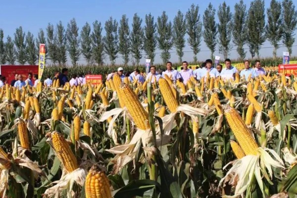 金海13号玉米种简介,夏播生育期109天