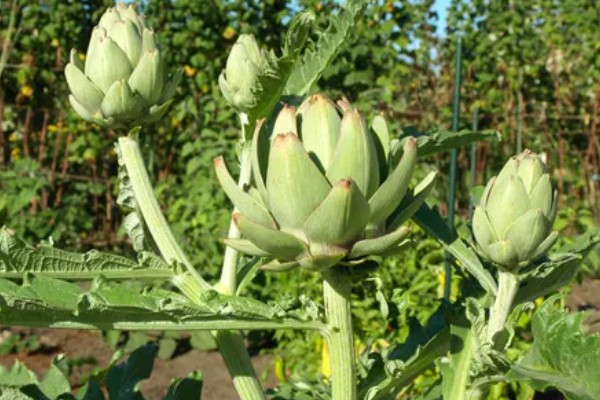 朝鲜蓟可以用花盆种吗，不建议通过盆栽养殖