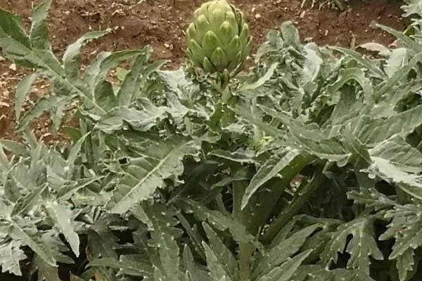 朝鲜蓟可以用花盆种吗，不建议通过盆栽养殖