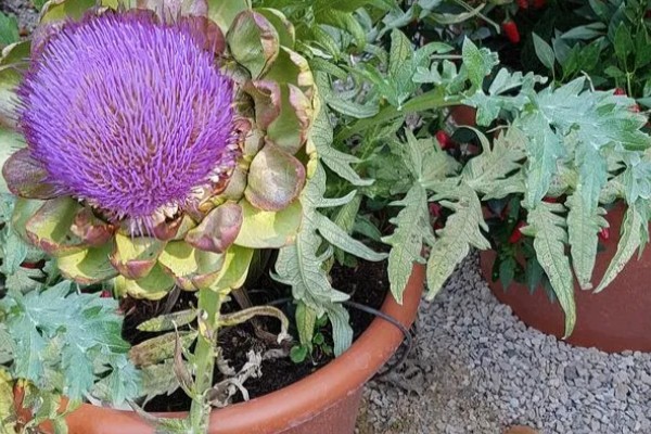 朝鲜蓟可以用花盆种吗，不建议通过盆栽养殖