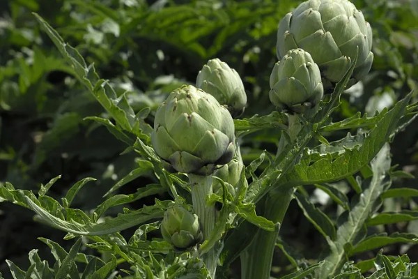 朝鲜蓟可以用花盆种吗，不建议通过盆栽养殖