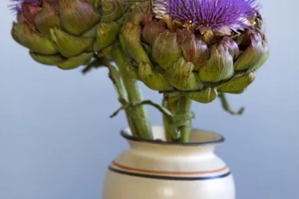 朝鲜蓟可以用花盆种吗，不建议通过盆栽养殖