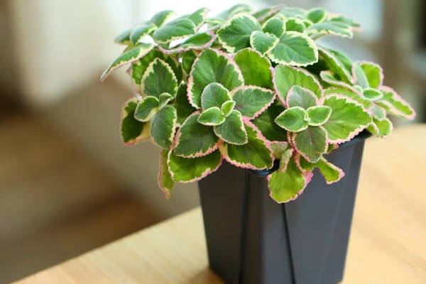 一抹香的简介,也叫做碰碰香