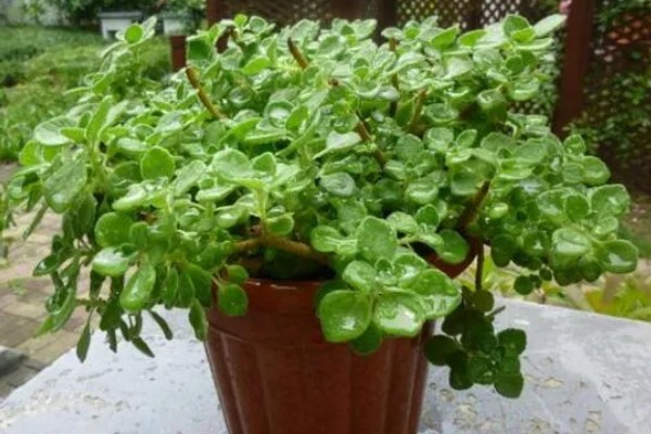 一抹香的简介,也叫做碰碰香