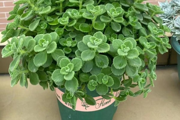 一抹香的简介,也叫做碰碰香