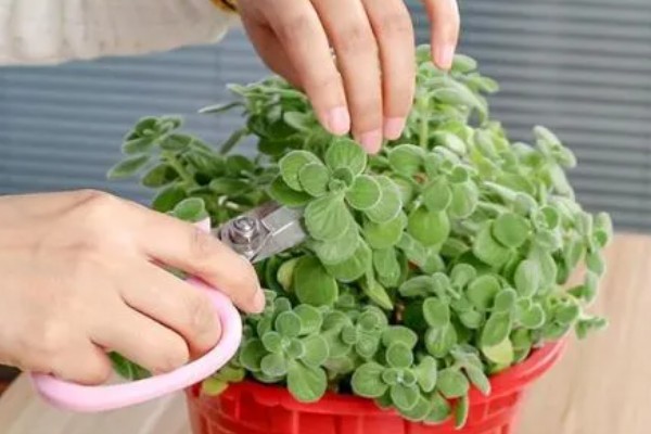 一抹香的简介,也叫做碰碰香