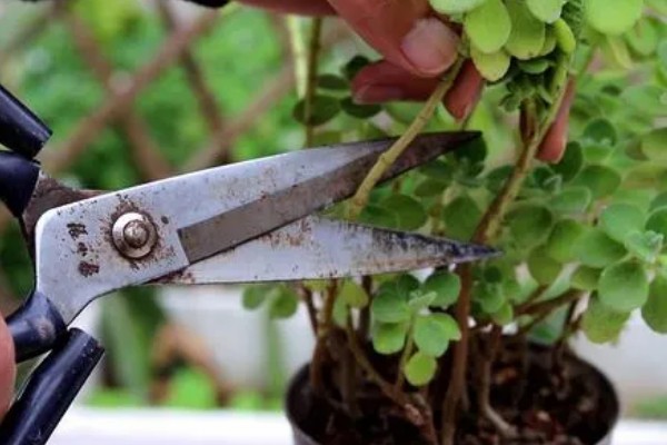 一抹香的简介,也叫做碰碰香