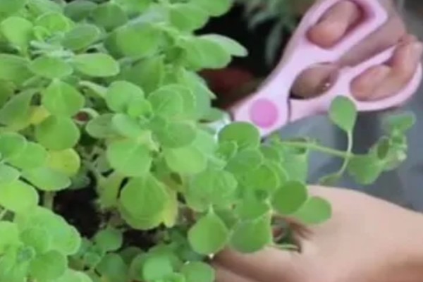 一抹香的简介,也叫做碰碰香