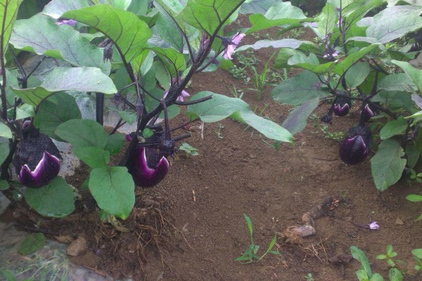 茄子一年能种几次,与当地气候条件有关