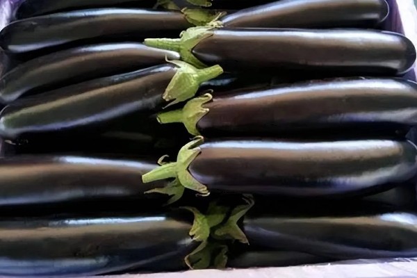 茄子一年能种几次,与当地气候条件有关