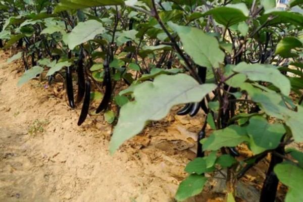 茄子一年能种几次,与当地气候条件有关