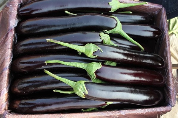 茄子一年能种几次,与当地气候条件有关