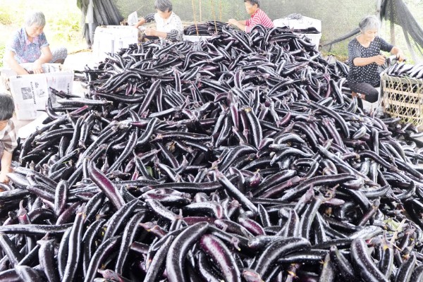 茄子一年能种几次,与当地气候条件有关