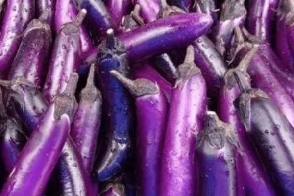 茄子一年能种几次,与当地气候条件有关