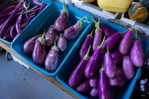 茄子一年能种几次,与当地气候条件有关