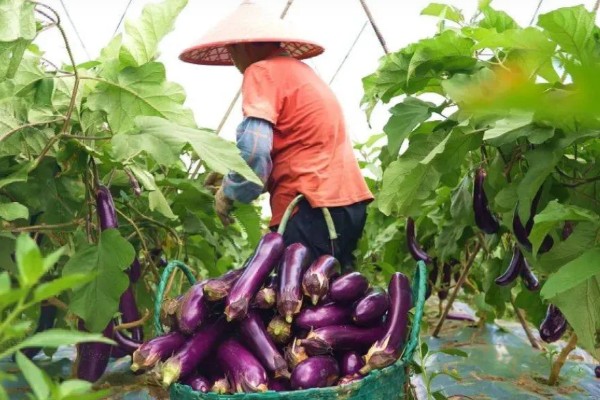 茄子一年能种几次,与当地气候条件有关