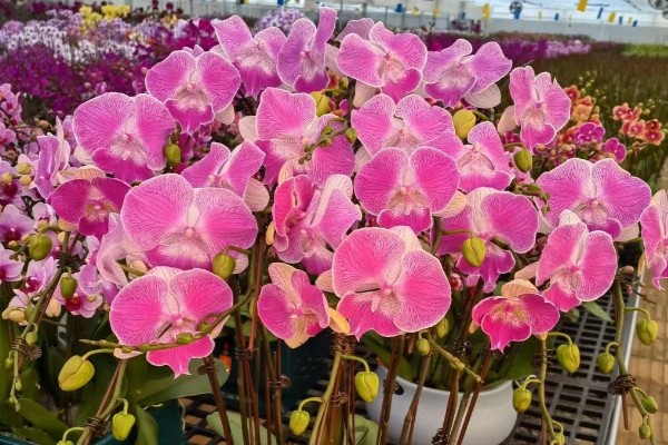 蝴蝶兰的花语，寓意着我爱你