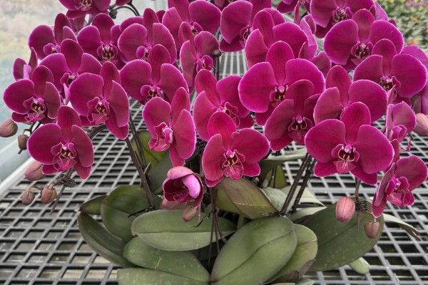 蝴蝶兰的花语，寓意着我爱你