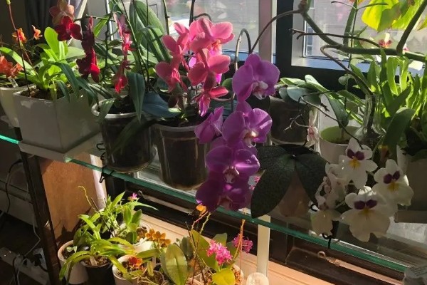 蝴蝶兰的花语，寓意着我爱你