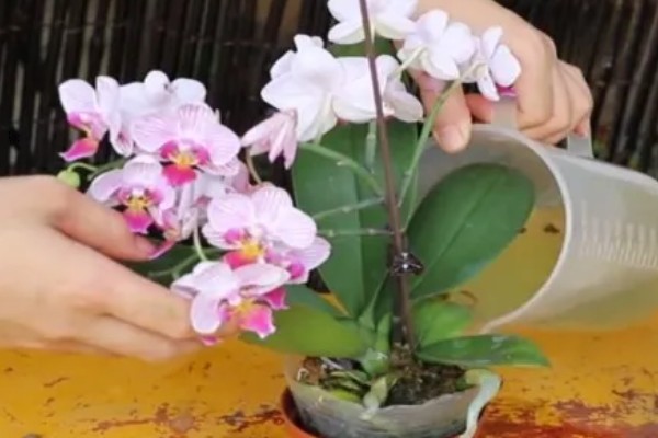 蝴蝶兰的花语，寓意着我爱你