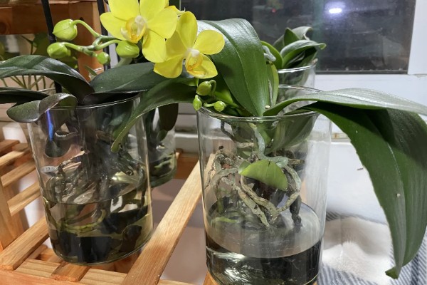 蝴蝶兰的花语，寓意着我爱你