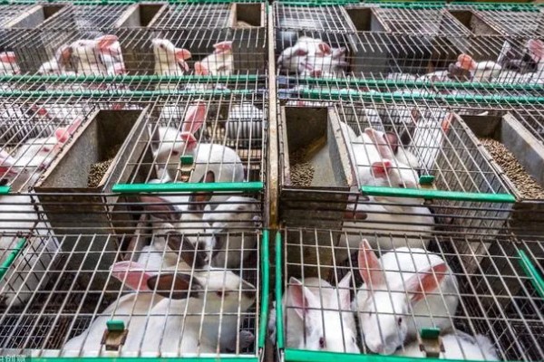 兔子的养殖技术,必须供应充足的饮水