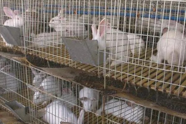 兔子的养殖技术,必须供应充足的饮水