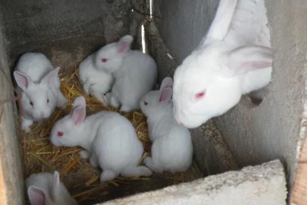 兔子的养殖技术,必须供应充足的饮水