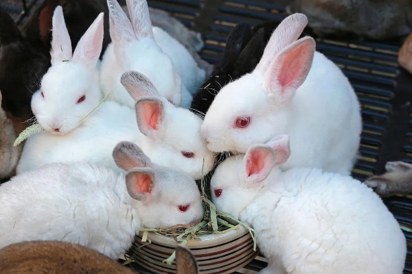 兔子的养殖技术,必须供应充足的饮水