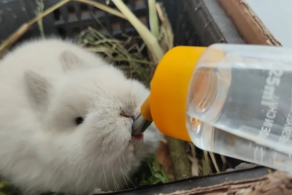 兔子的养殖技术,必须供应充足的饮水