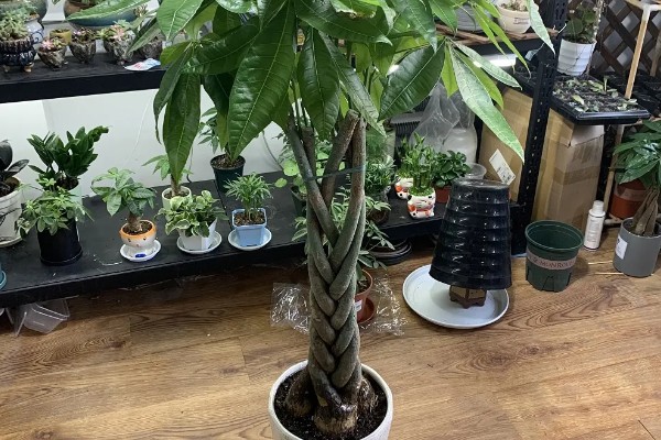 怎么养殖摇钱树盆栽，生长适温15-25℃