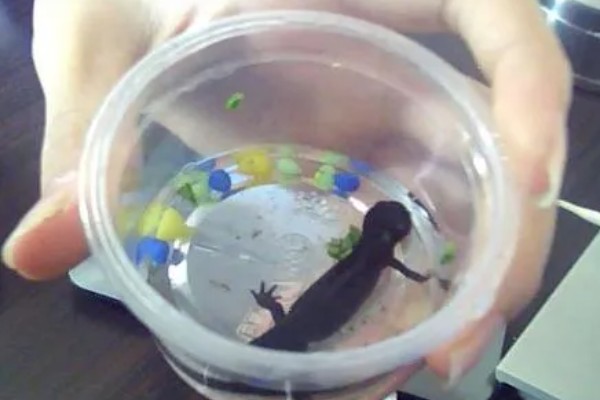 家养蝾螈吃什么,喜欢食用活的小动物