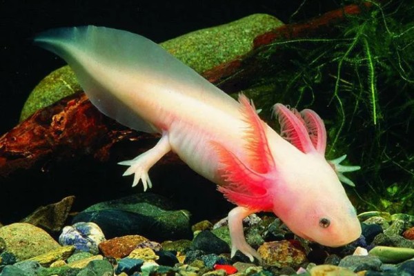 家养蝾螈吃什么,喜欢食用活的小动物